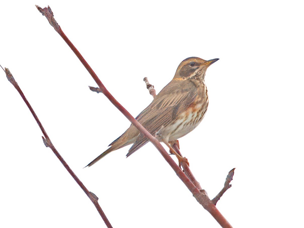 Redwing - ML646464962