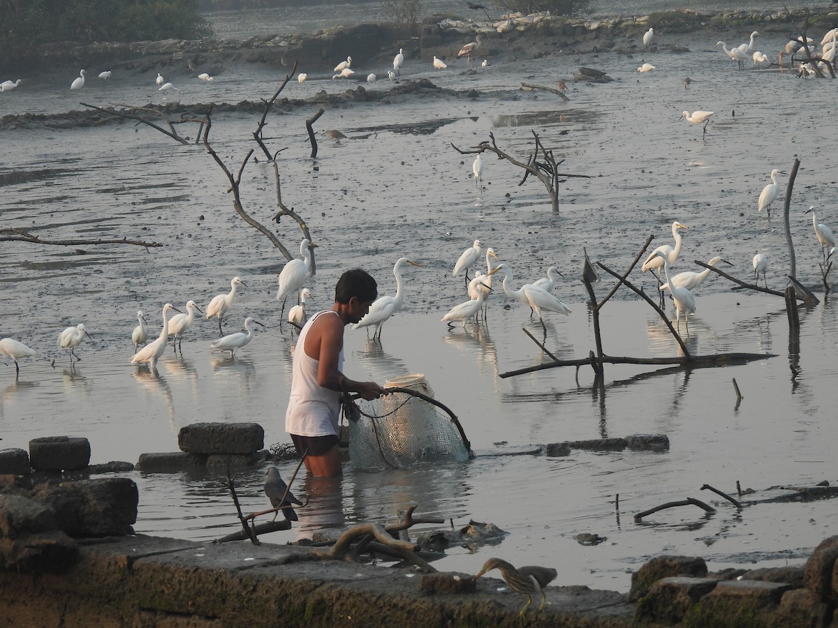 Seidenreiher - ML646464969