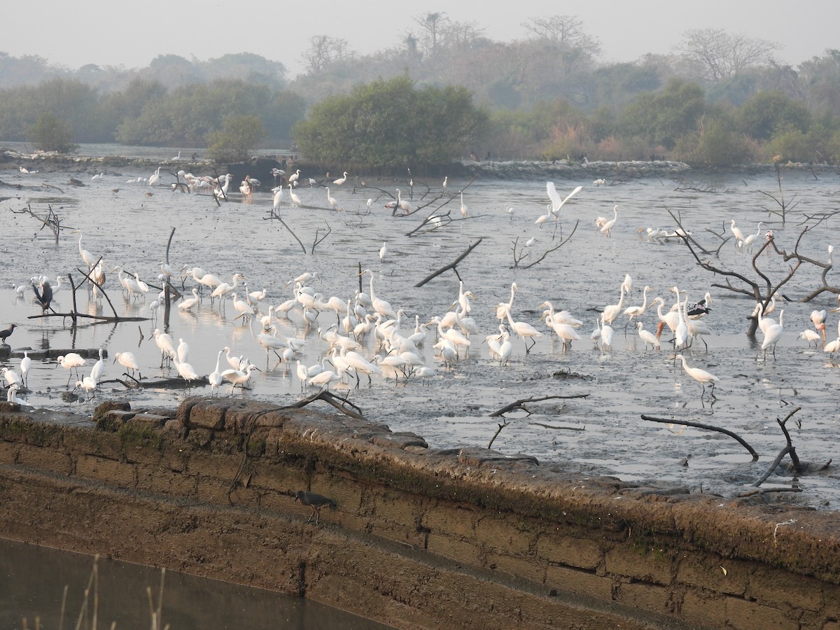 Seidenreiher - ML646464970