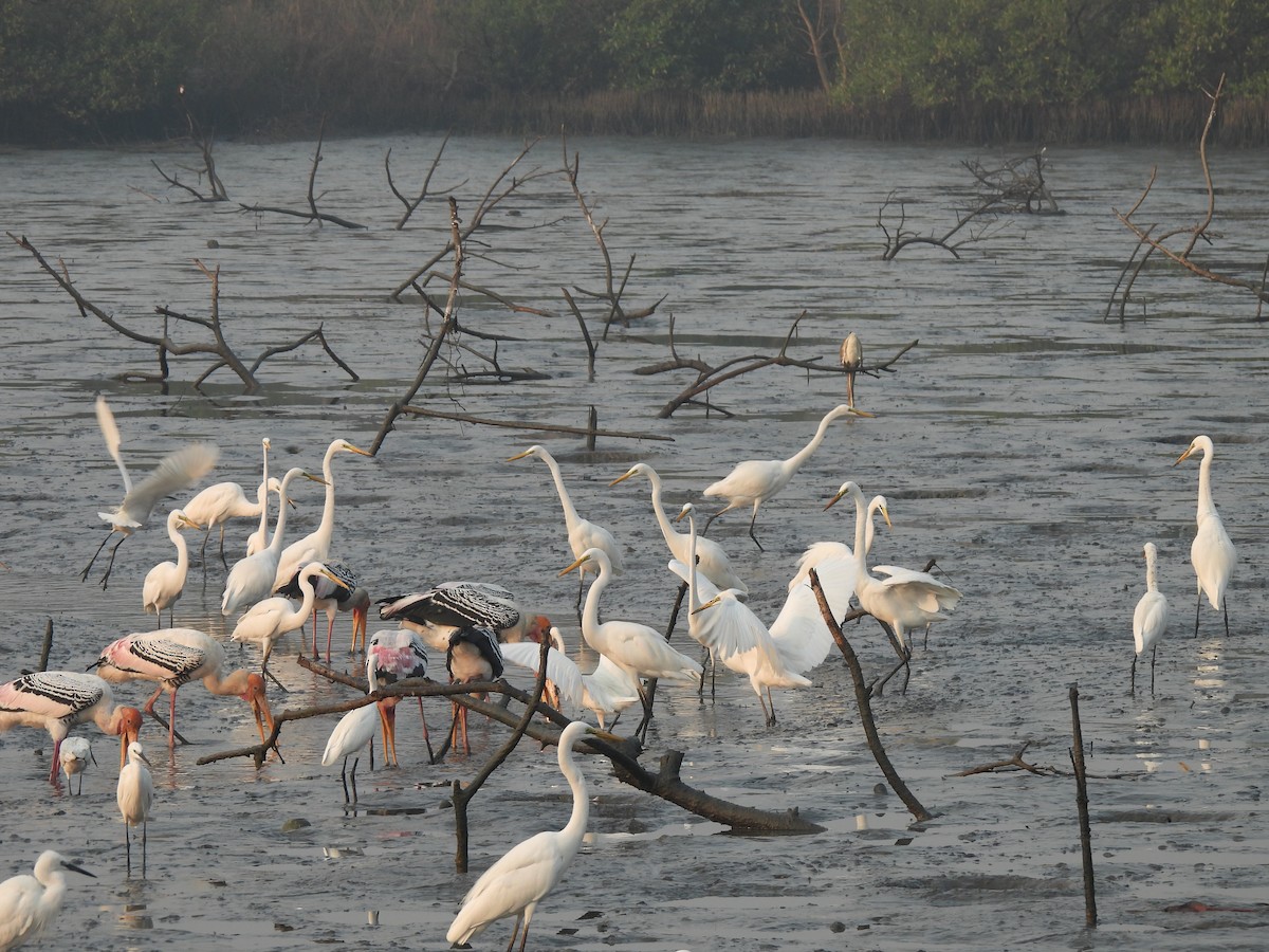 Seidenreiher - ML646464971