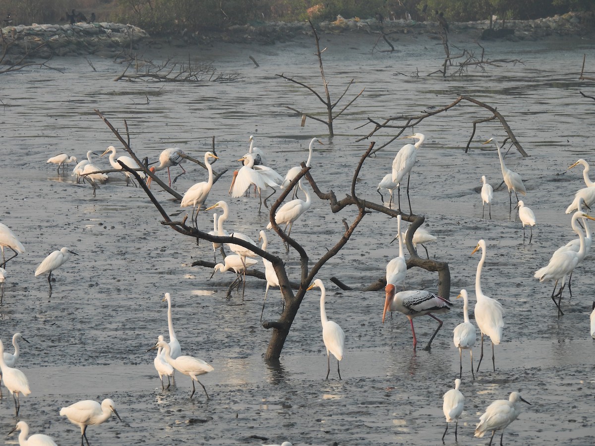 Seidenreiher - ML646464972