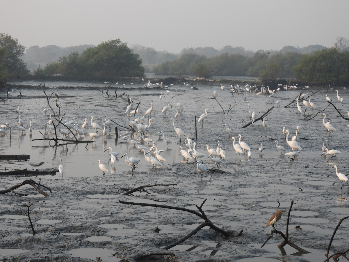 Seidenreiher - ML646464973