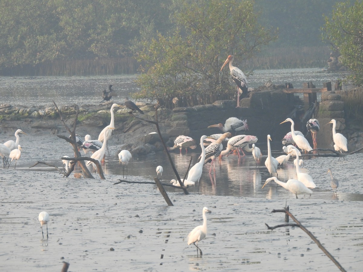 Seidenreiher - ML646464974