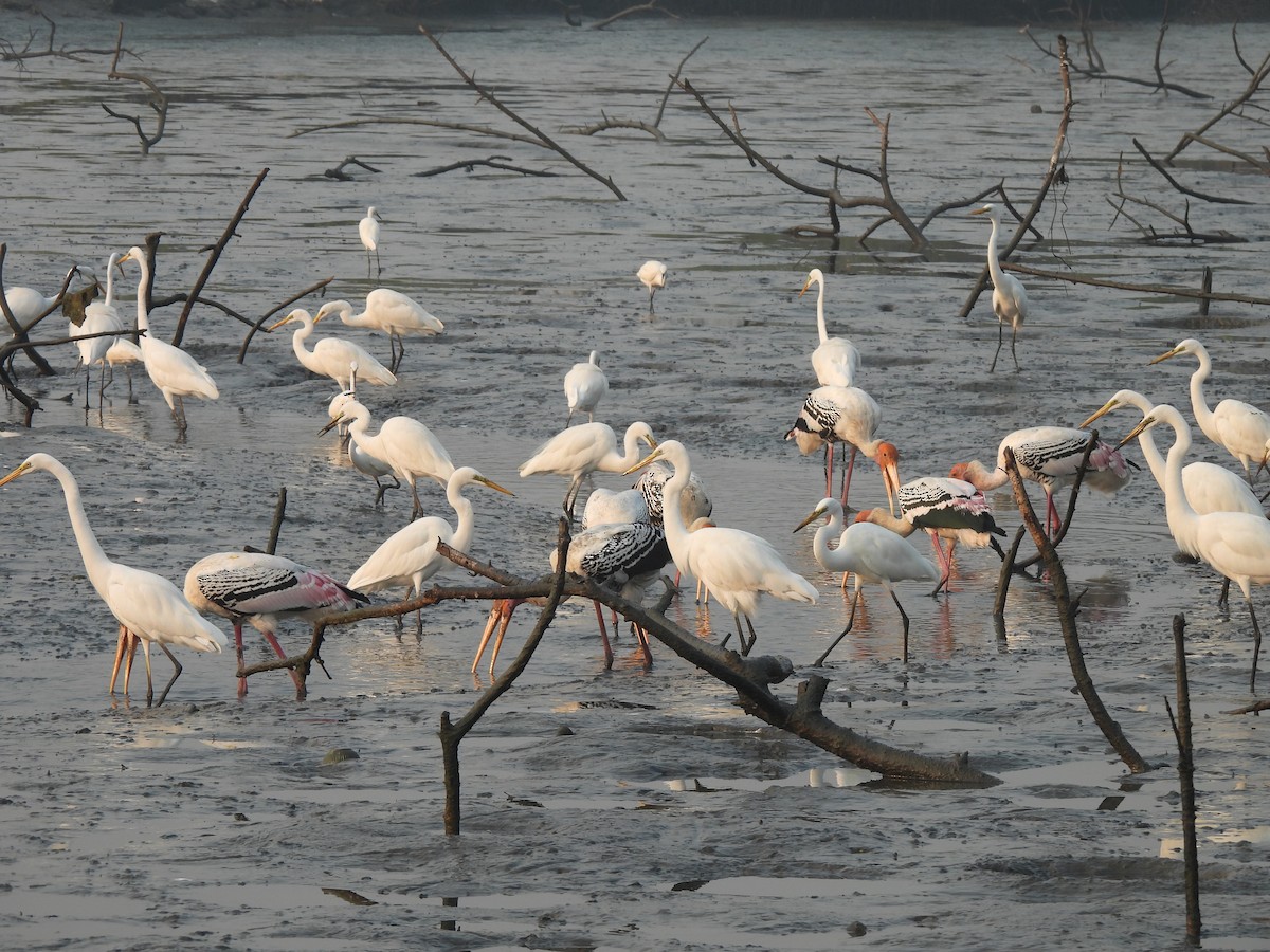 Seidenreiher - ML646464975