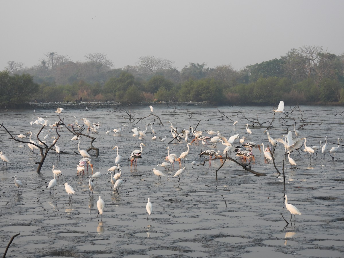 Seidenreiher - ML646464976