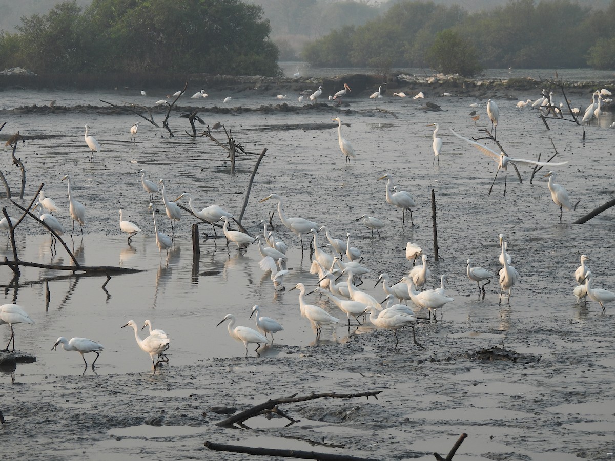 Seidenreiher - ML646464977