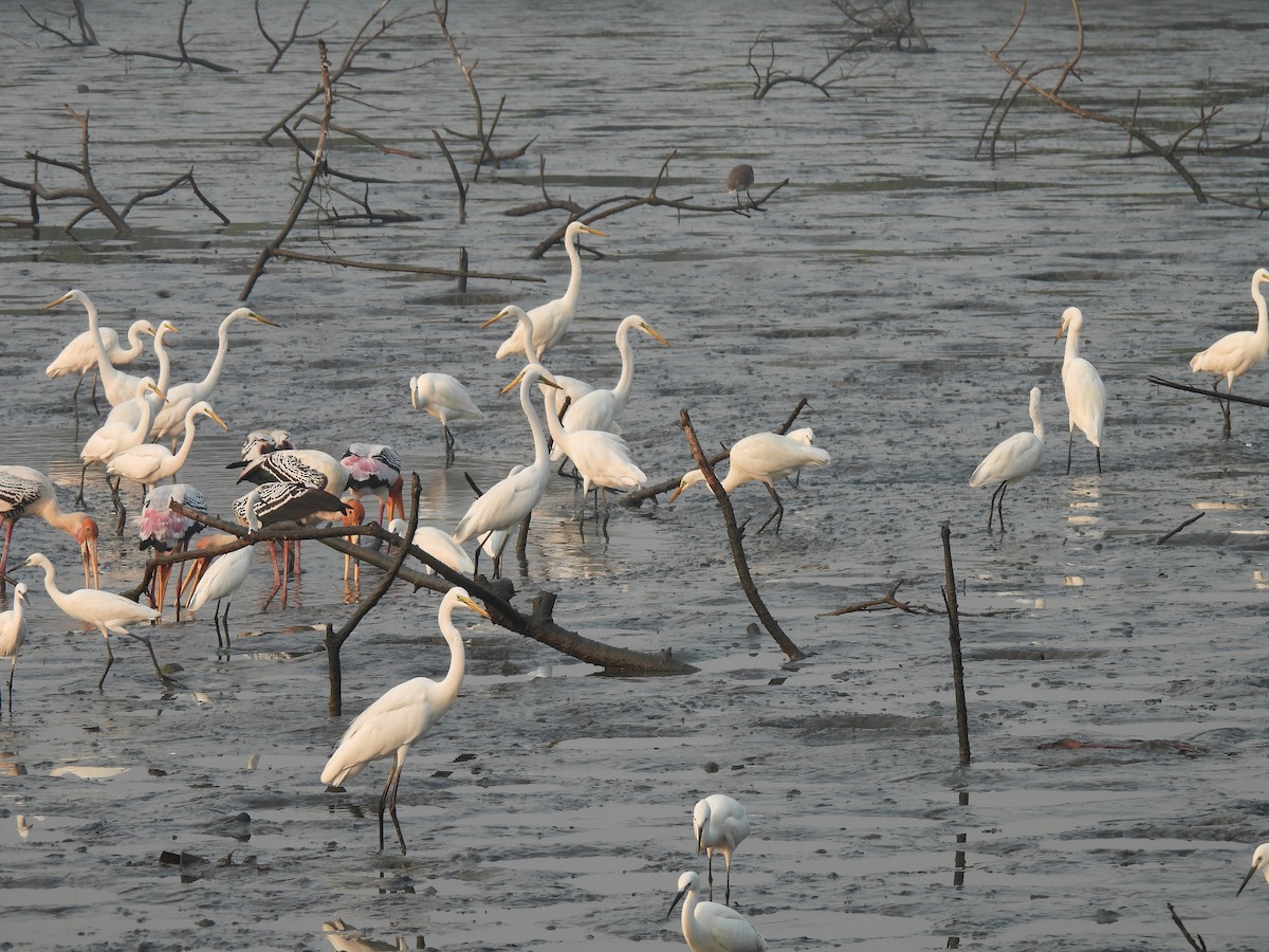 Seidenreiher - ML646464978