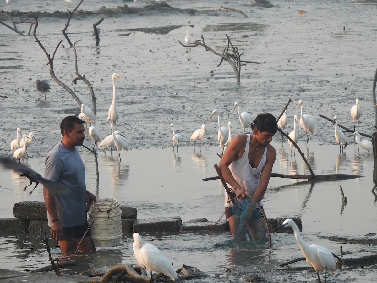 Seidenreiher - ML646464979