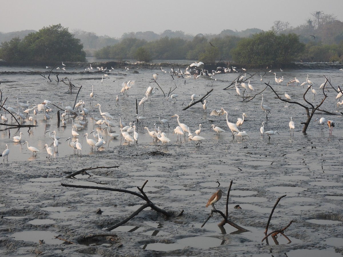 Seidenreiher - ML646464980