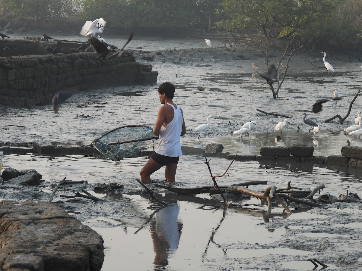 Seidenreiher - ML646464981