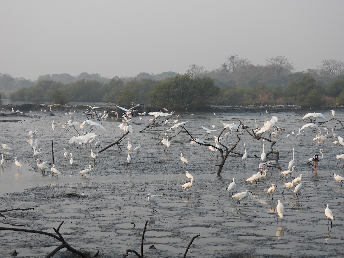 Seidenreiher - ML646464982