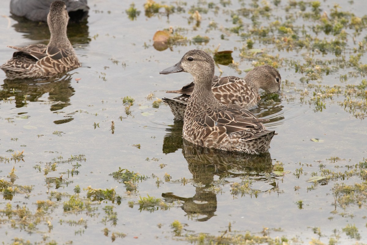 čírka modrokřídlá - ML646464987