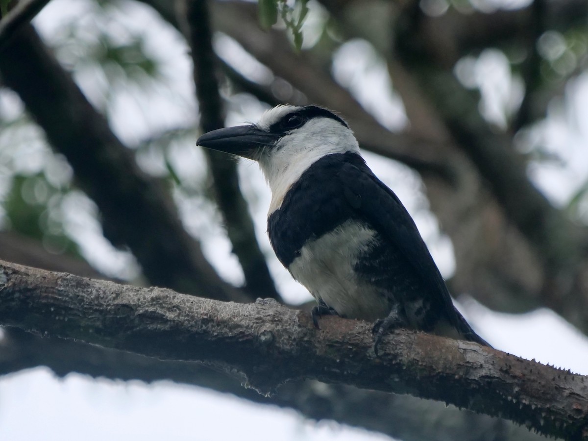 hvitpannedovenfugl - ML646464988