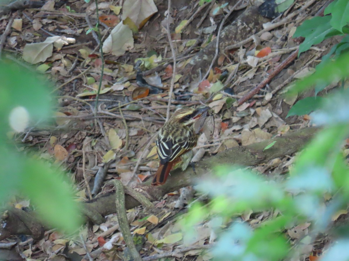 Streaked Flycatcher - ML646464989