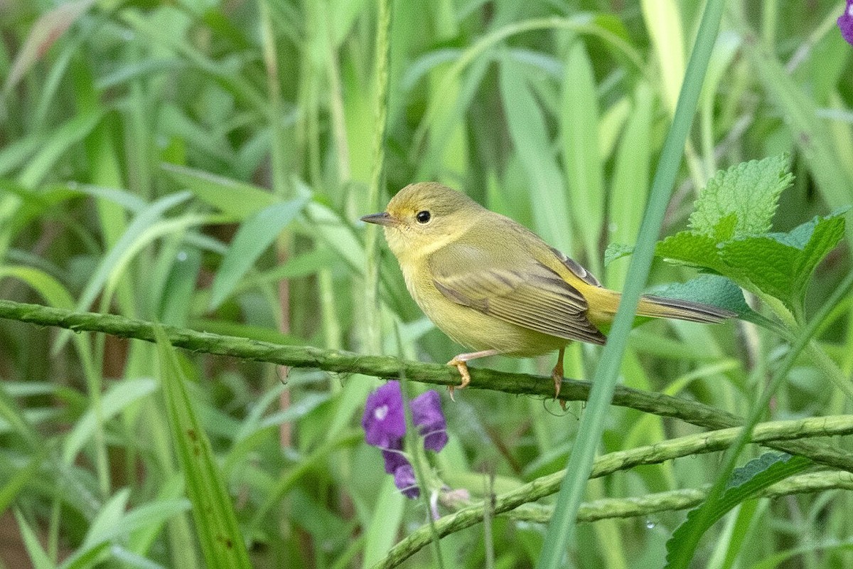 Northern Yellow Warbler - ML646464990