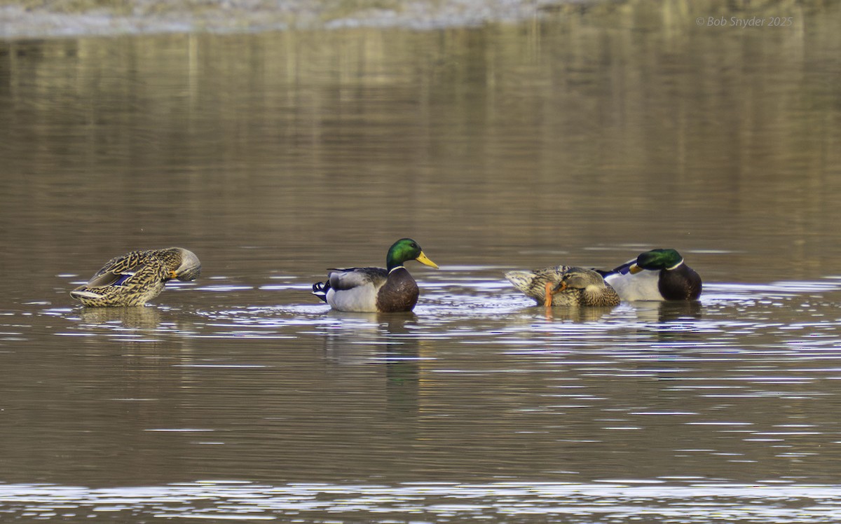 Mallard - ML646464991