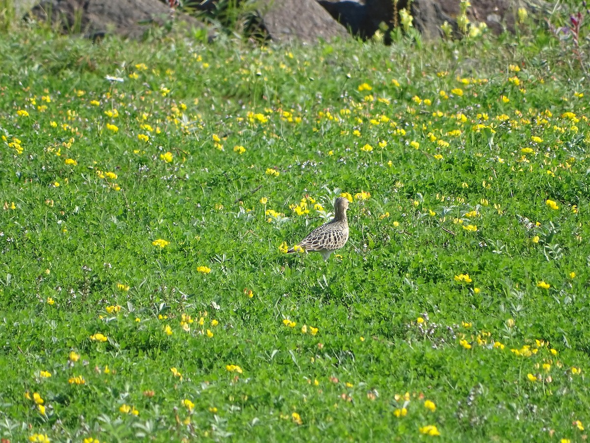 Buff-breasted Sandpiper - ML646464997