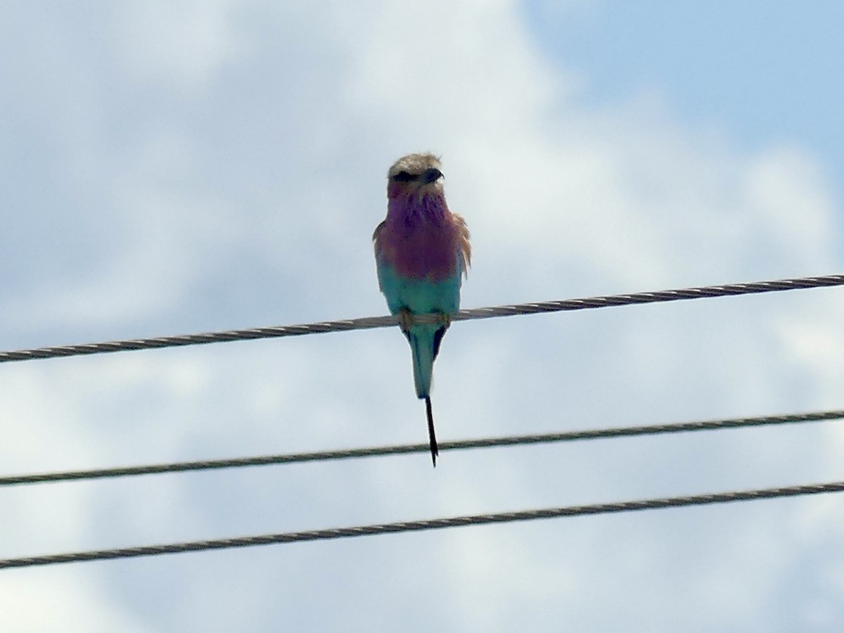 mandelík fialovoprsý - ML646464998