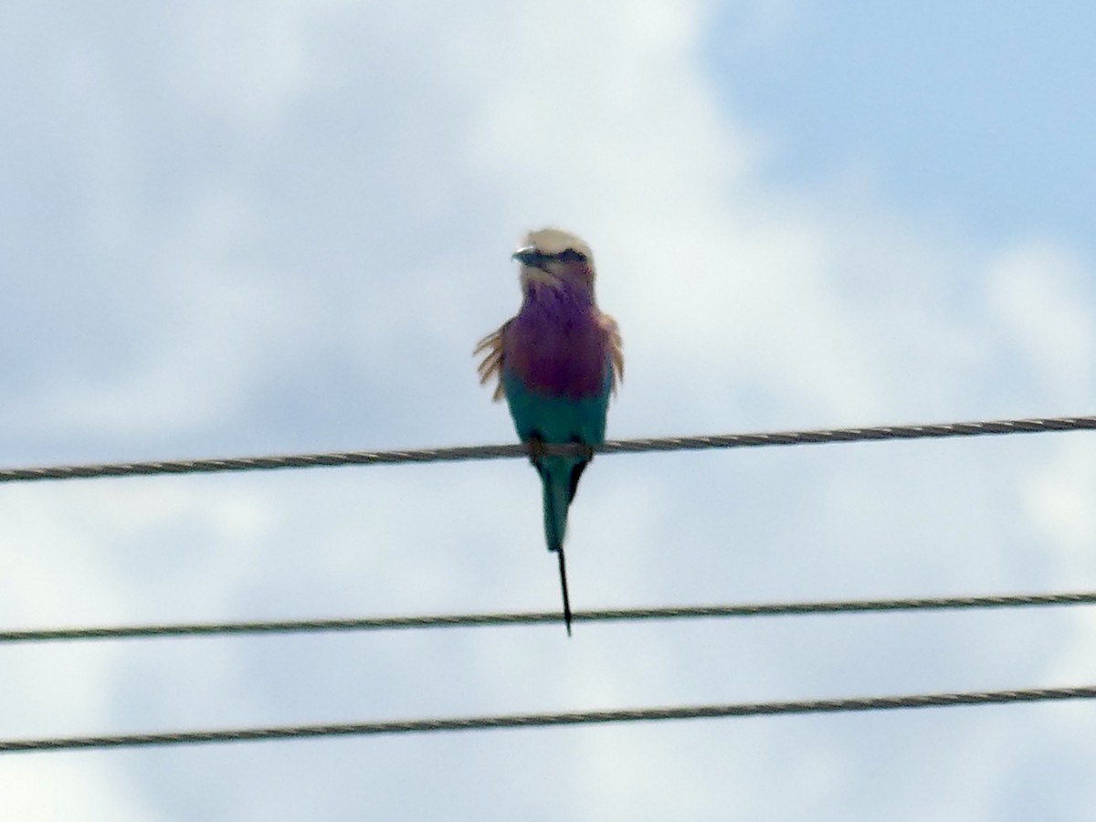 mandelík fialovoprsý - ML646464999