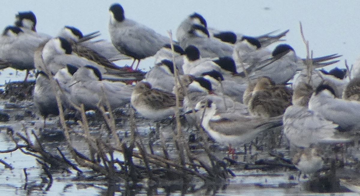 Guifette leucoptère - ML646465000