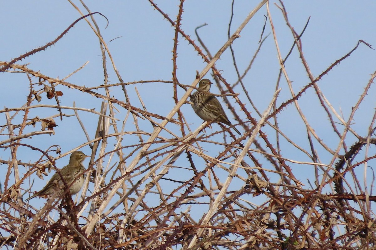 Meadow Pipit - ML646465001