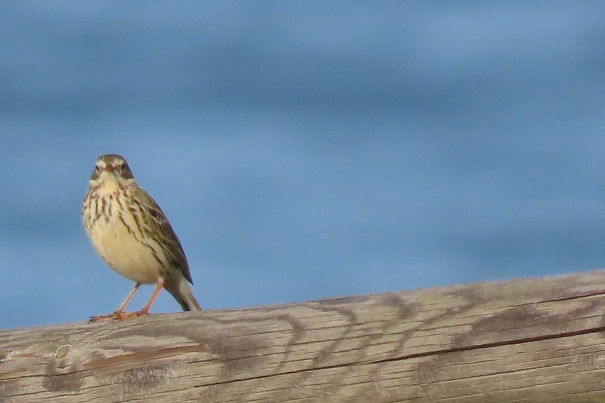 Meadow Pipit - ML646465002