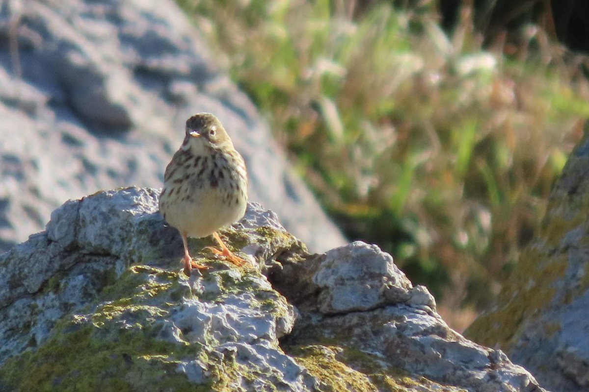 Meadow Pipit - ML646465003