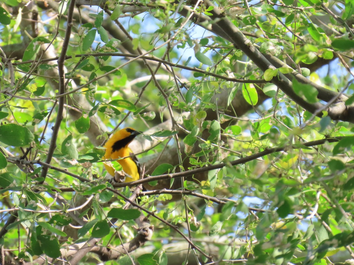 Yellow Oriole - ML646465005