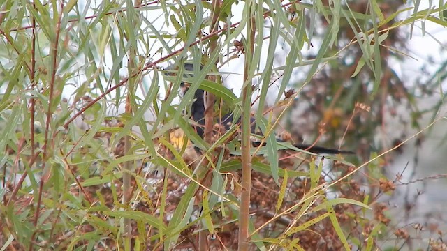 Groove-billed Ani - ML646465008