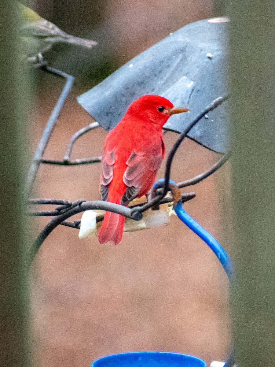 Summer Tanager - ML646465009