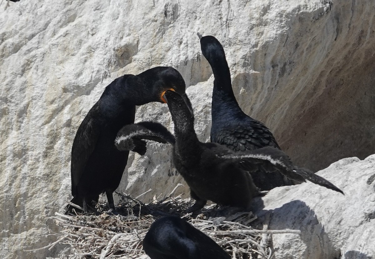 Капский баклан - ML646465010