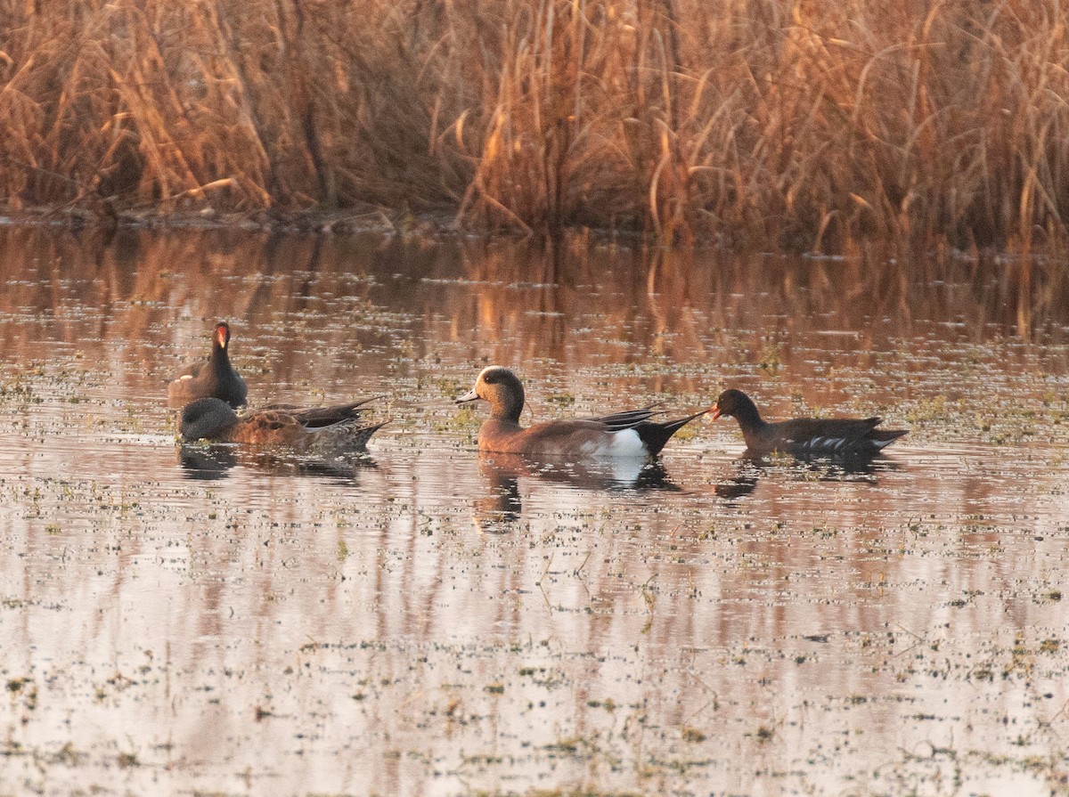 hvízdák americký - ML646465011