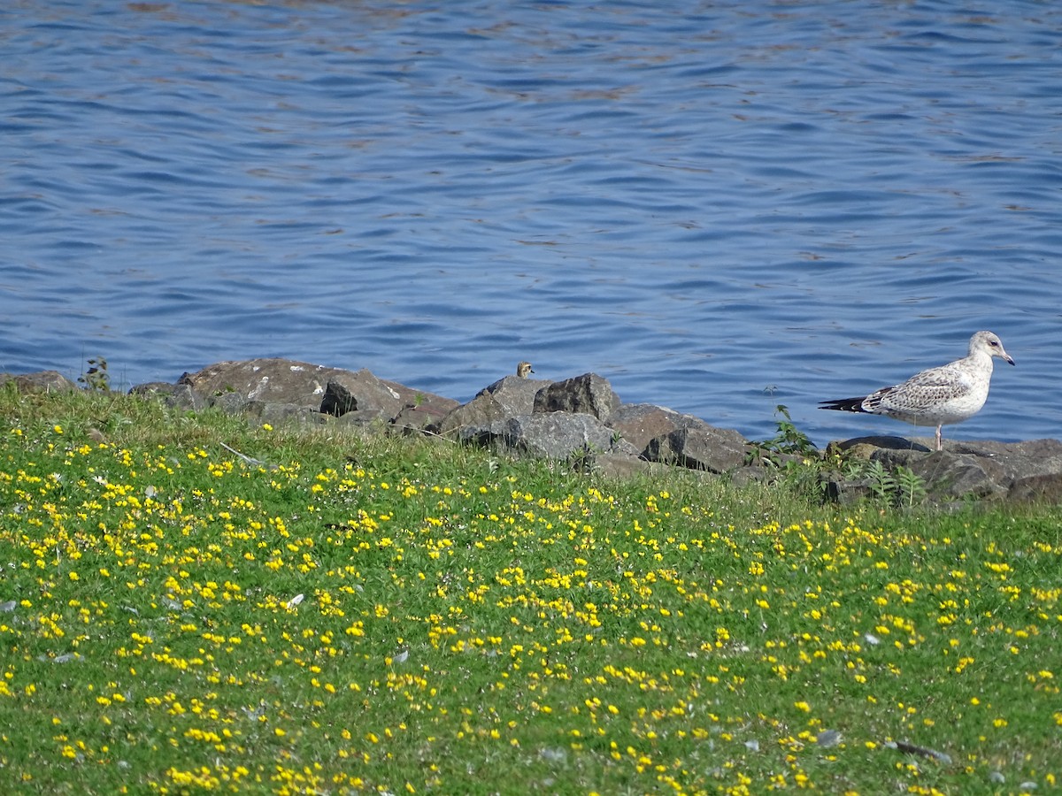 American Golden-Plover - ML646465012