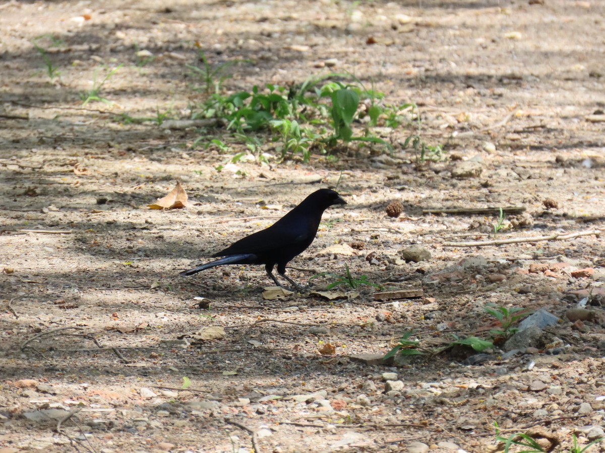 Shiny Cowbird - ML646465013