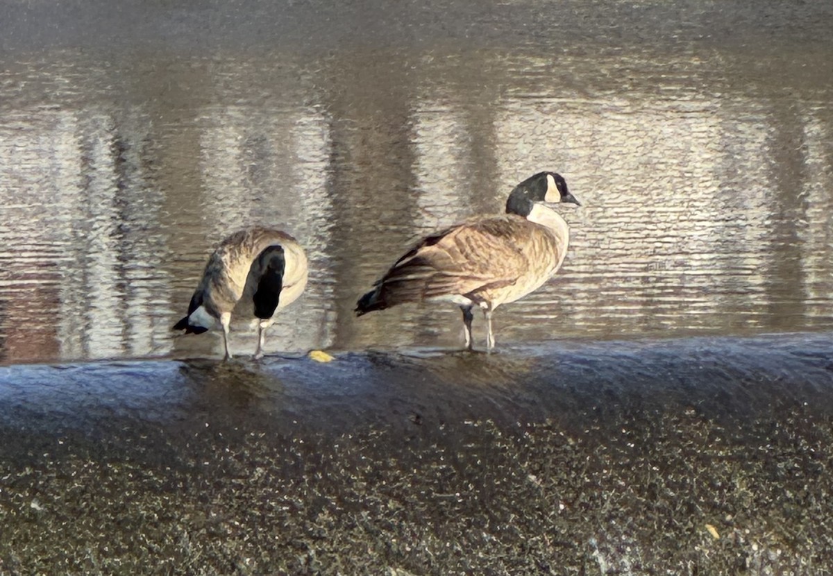 Canada Goose - ML646465014