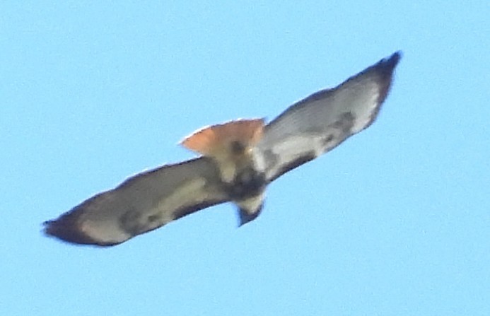 Red-tailed Hawk - ML646465015
