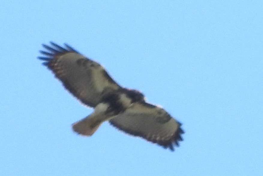 Red-tailed Hawk - ML646465016