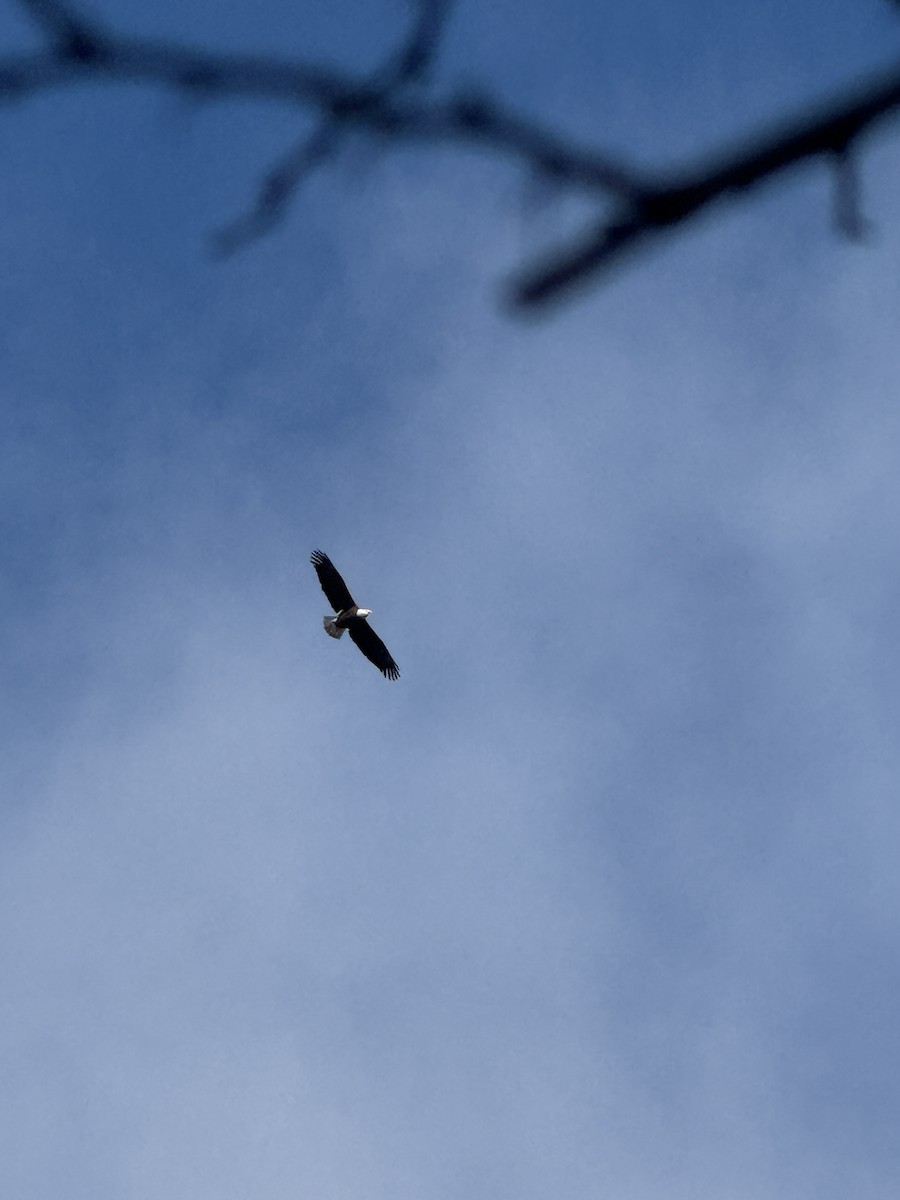 Bald Eagle - ML646465018