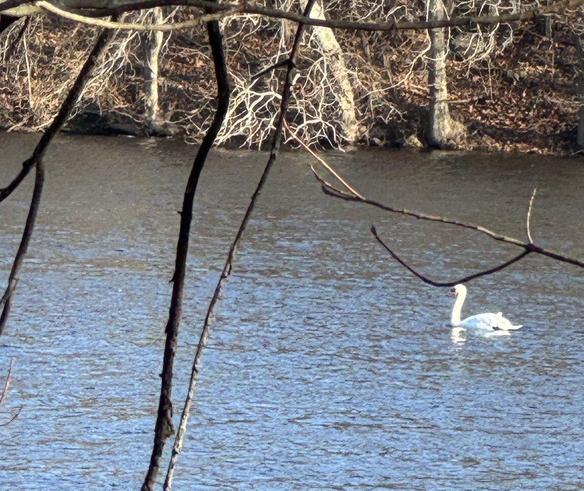 Mute Swan - ML646465019