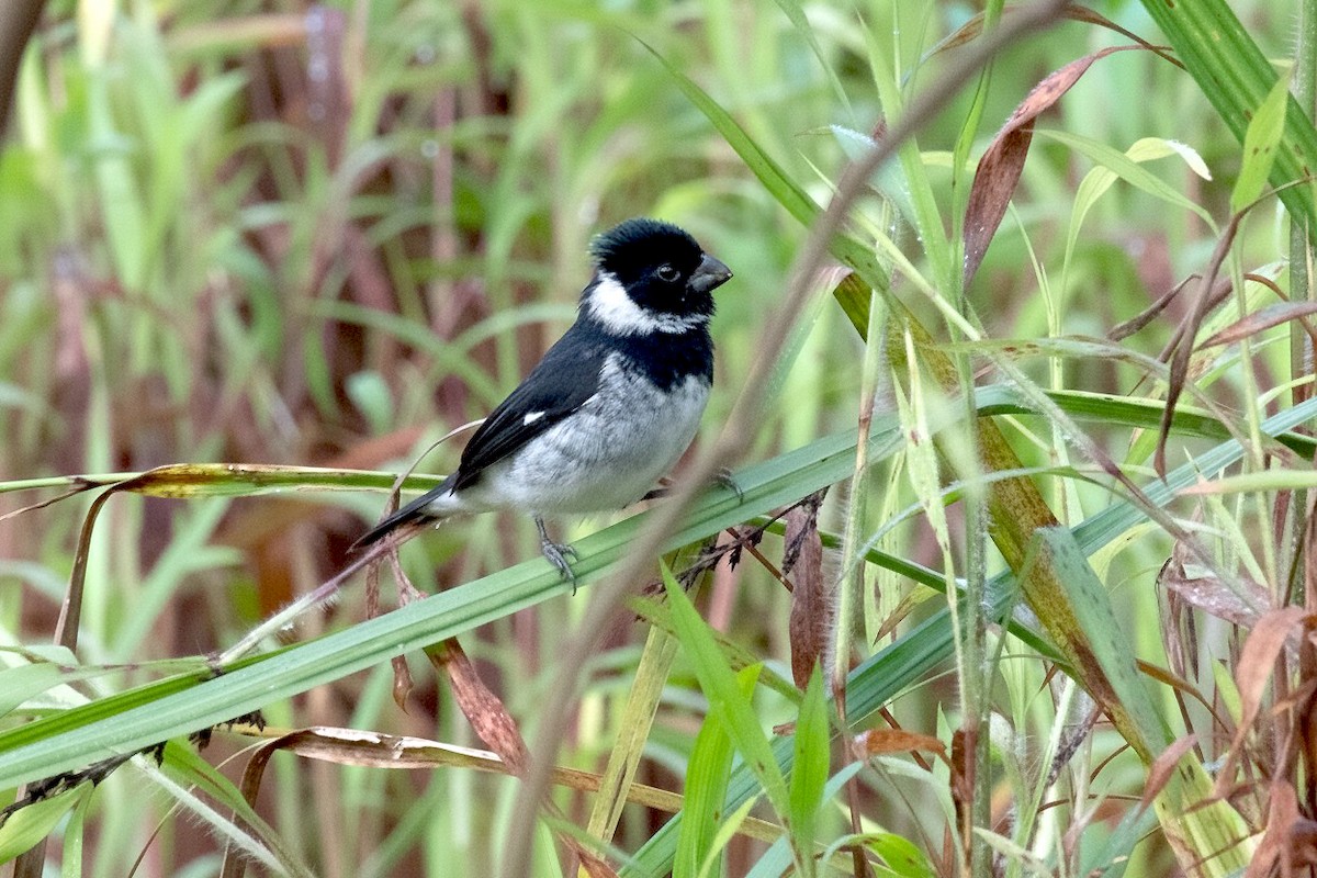 Variable Seedeater - ML646465020