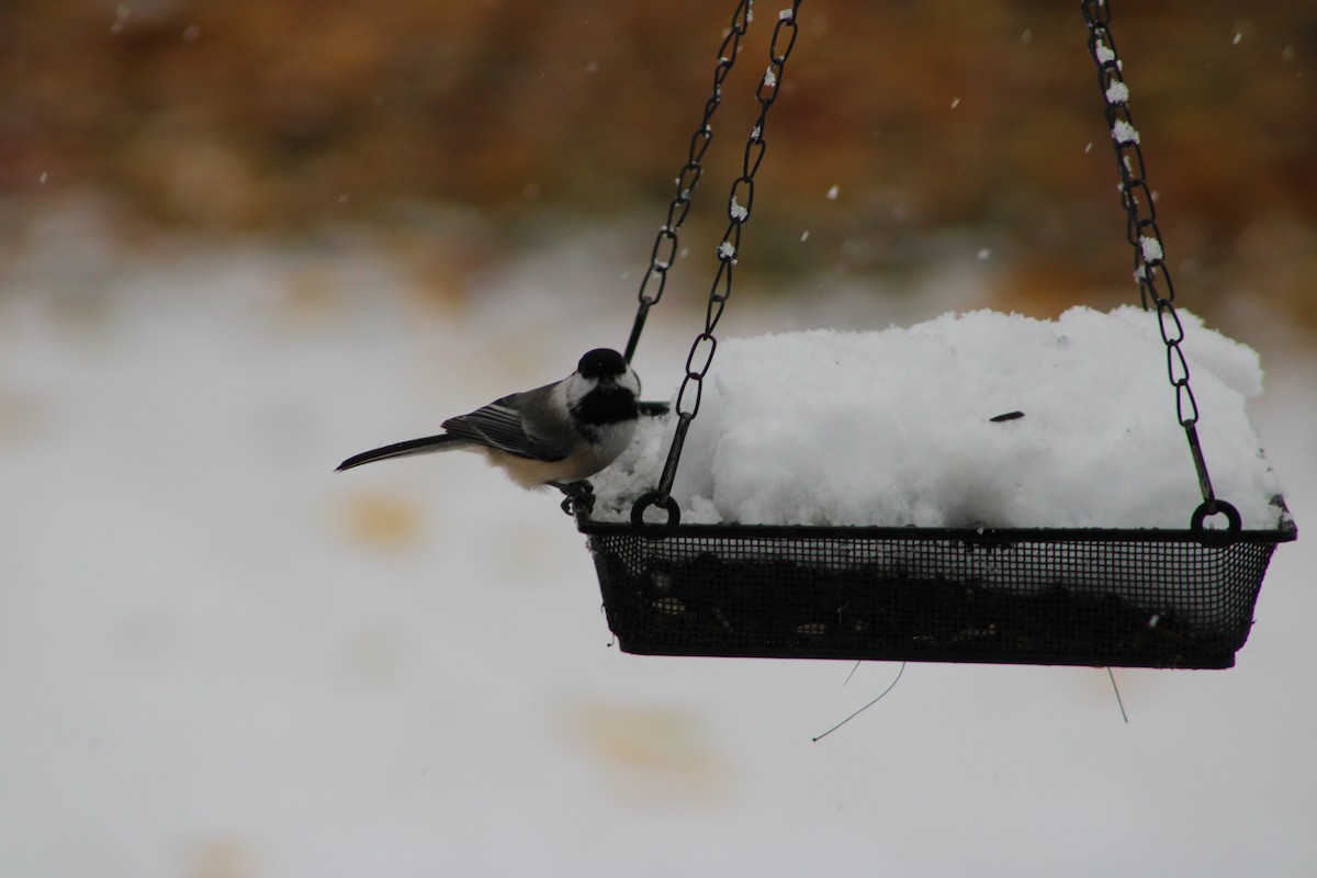 Black-capped Chickadee - ML646465021