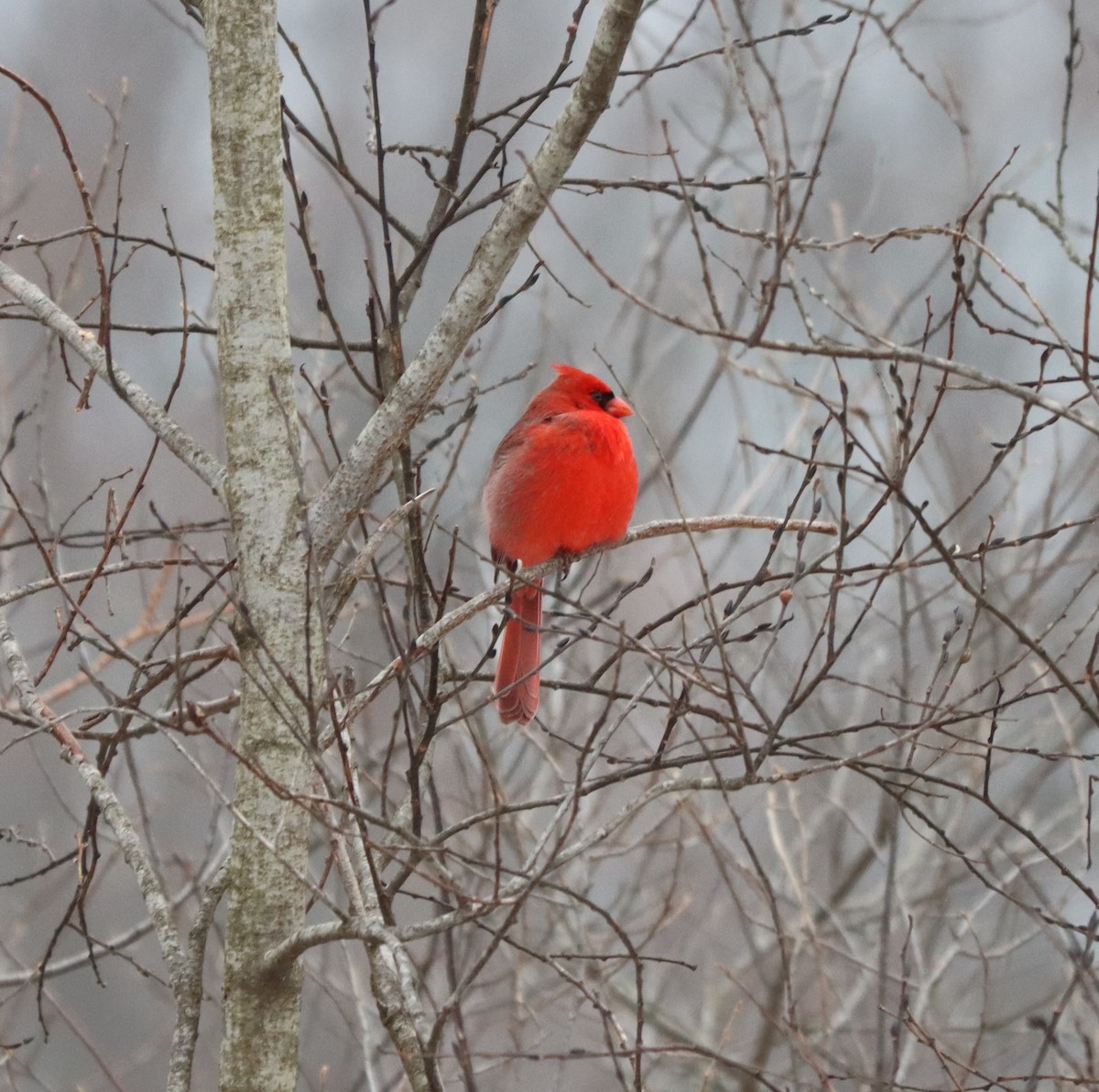 Northern Cardinal - ML646465022