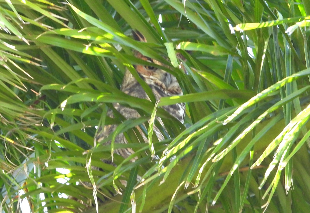 Great Horned Owl - ML646465023