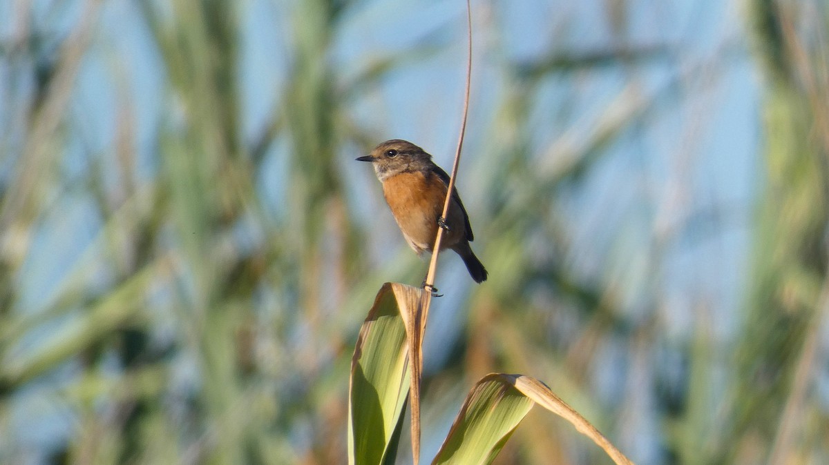 ヨーロッパノビタキ - ML646465024