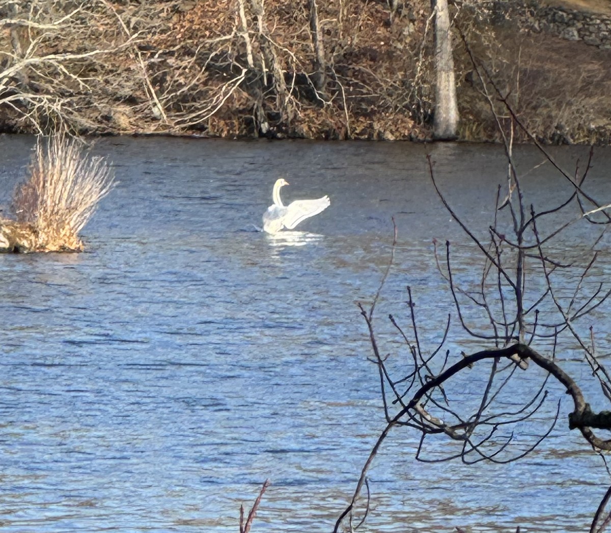 Mute Swan - ML646465025