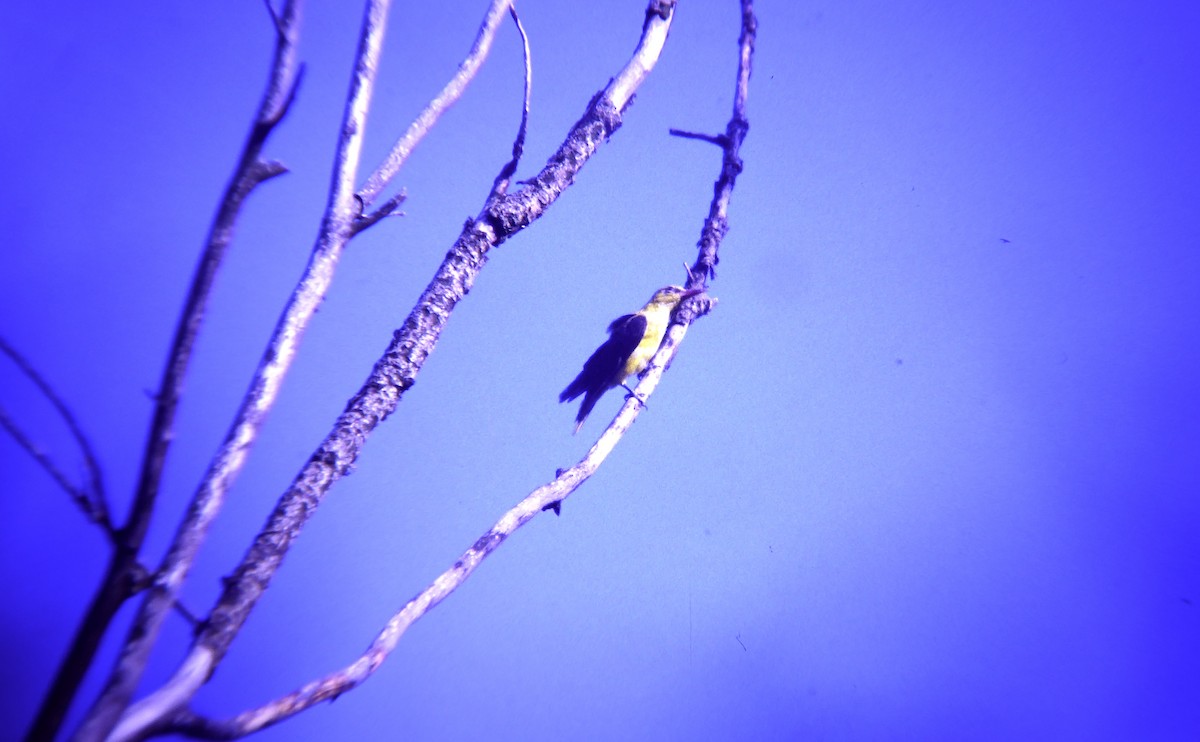 Eurasian Golden Oriole - ML646465026