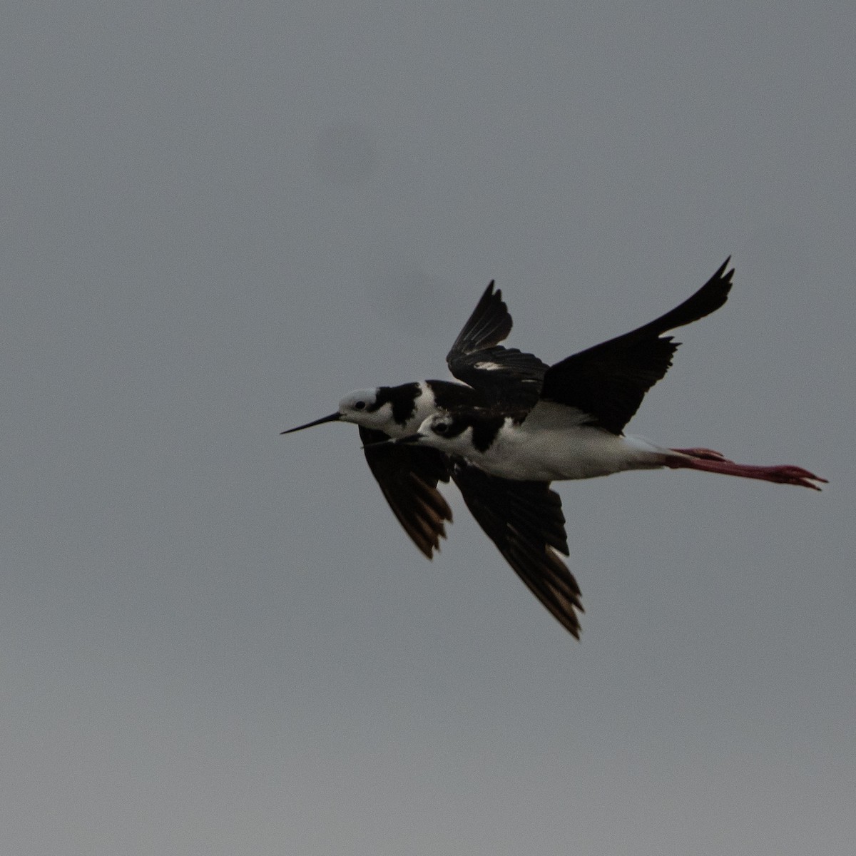 Black-necked Stilt - ML646465027