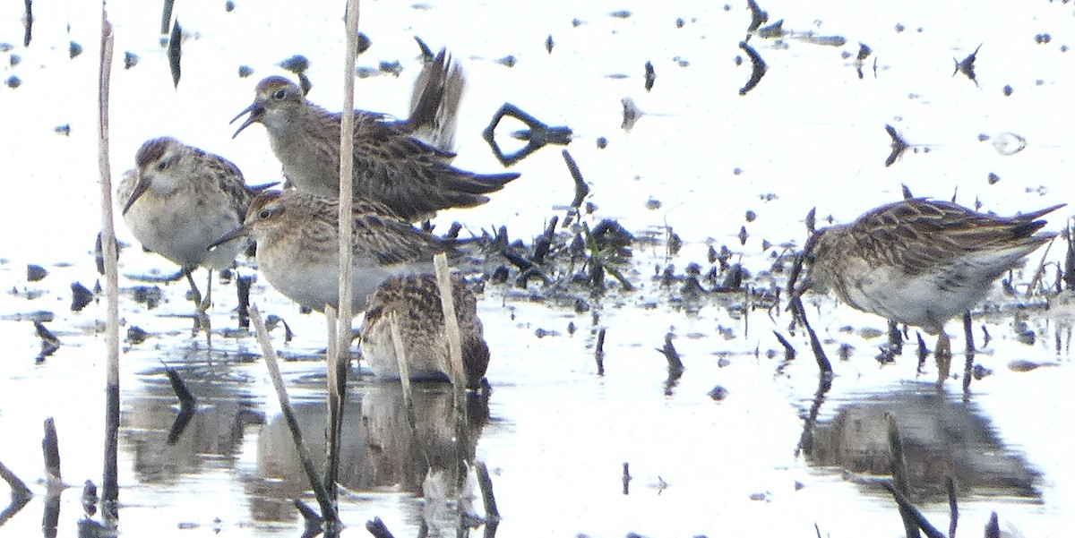 Bécasseau à queue pointue - ML646465029