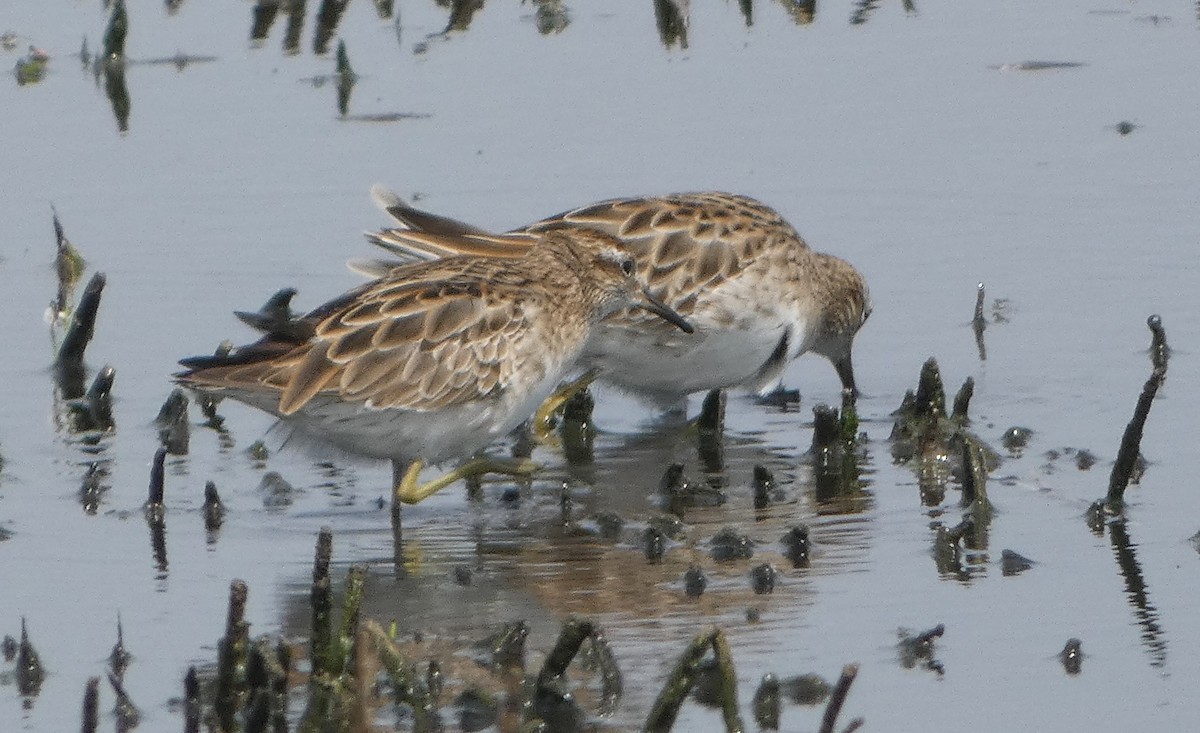 Bécasseau à queue pointue - ML646465030