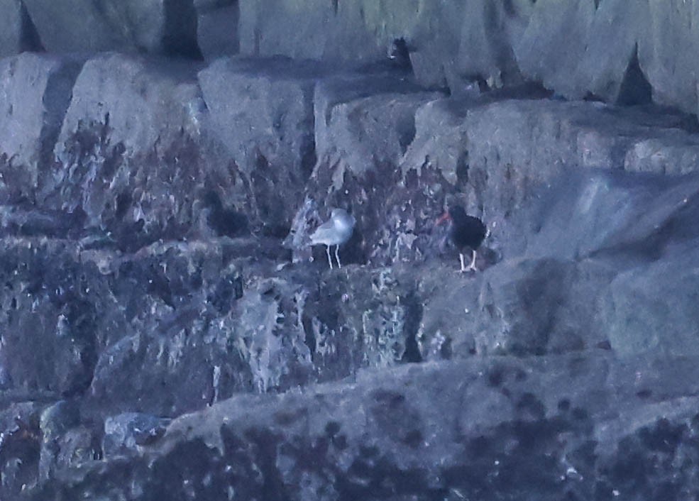 vodouš břehoušovitý - ML646465032